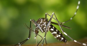 Zika Virus Victims