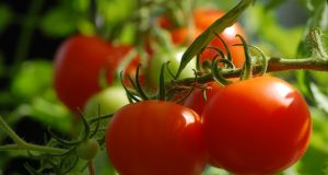 'DNA thinking' Lycopene beats Prostrate Cancer!