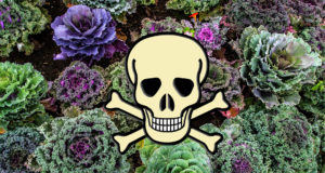 Astounding Kale Contamination Health Jeopardy?