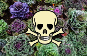 Astounding Kale Contamination Health Jeopardy?