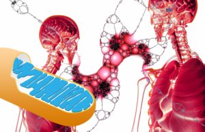 Gigantic Mitochondrial Health Trends Uncovered